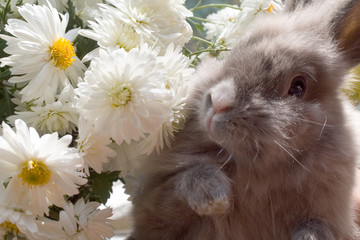 bunny among the flowers