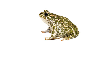 Fototapeta premium green toad