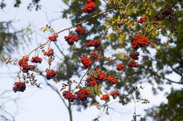 rowan