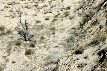 desert with old, dry tree