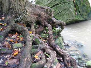 reaching out for water