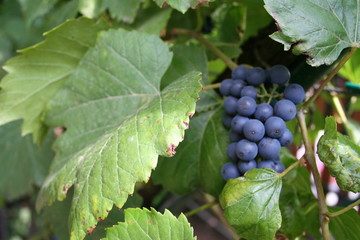 grapes