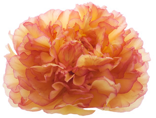 peony rose