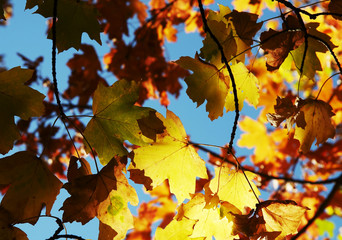 autumn leaves