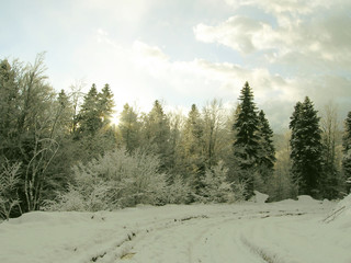 winter forest