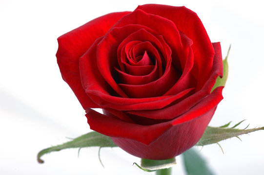 44 227 Best Rose Rouge Images Stock Photos Vectors Adobe Stock