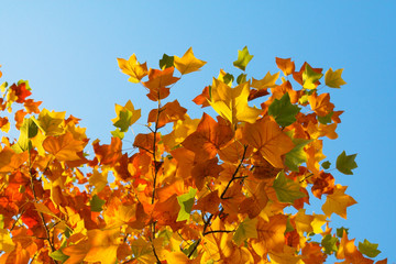 autumn background