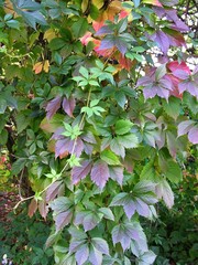 multicolor foliage of creeper