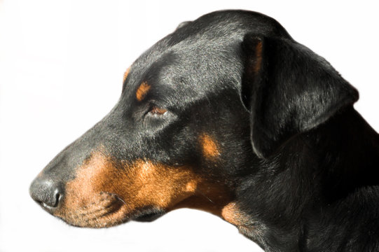 dobe portrait