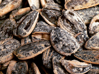 graines de tournesol