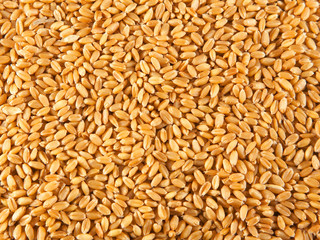 Fototapeta premium wheat seeds