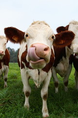 vache tire la langue 01