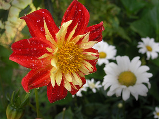 red-yellow flower 5