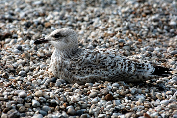 france, normandie: seagull on pebbles