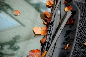 laub auf der frontscheibe