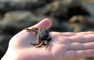 crab