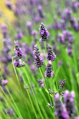 lavender2