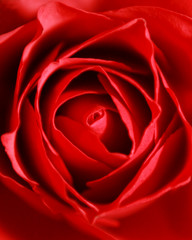 red rose