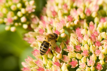 flower and bee