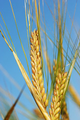 corn - cereal - grain