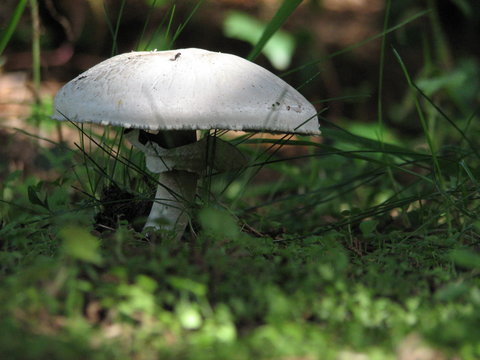 un champignon