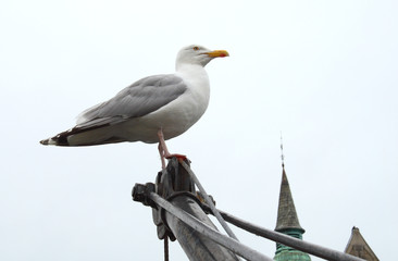 Fototapeta na wymiar proud seagull