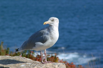 Obraz premium seagull on maine coast