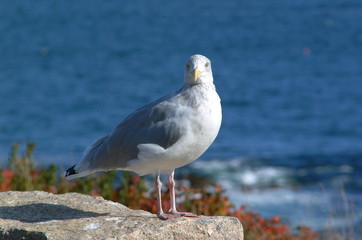 seagull on pink granite