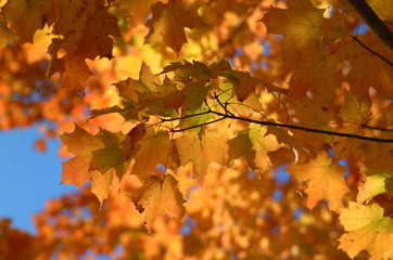 maple leaves in the fall