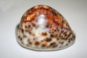 sea shell