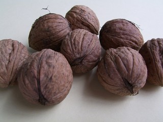 die walnüße