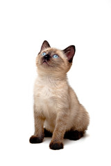 baby siamese kitten