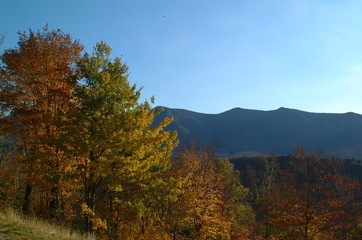 fall trees and mountains
