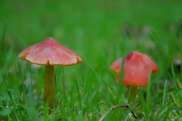 red toadstool