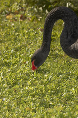 black swan