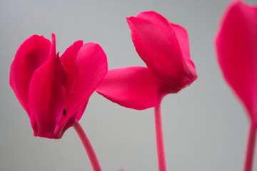 cyclamen