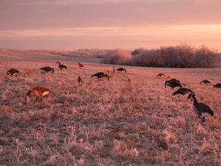 Rolgordijnen decoys at dawn © Guy Sagi