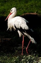 france, paris: stork searching food