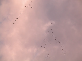 flocks