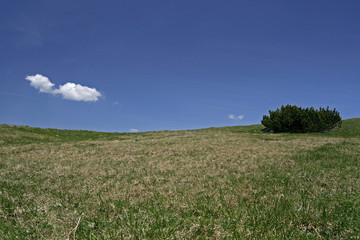 Fototapeta premium bergwiesen