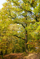 road through the autumn countryside