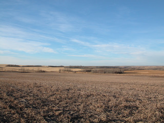 pea field