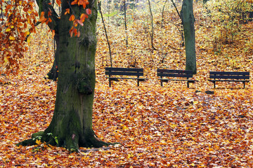autumn in the park
