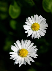 Fototapeta premium marguerites