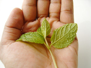 leaves in hand