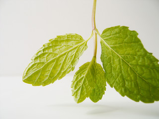 mint leaves
