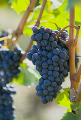 lush ripe wine grapes on the vipe