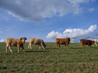 quatre vaches broutent dans un pré