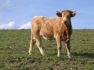 la jeune vache dans un pré