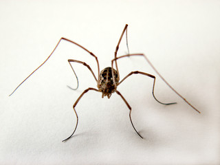 spider